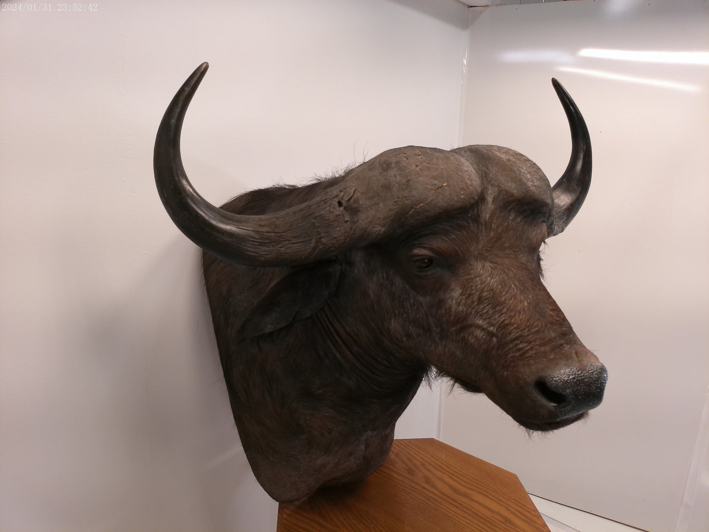 African Water Buffalo With Oak Cabin on Wheels Taxidermy