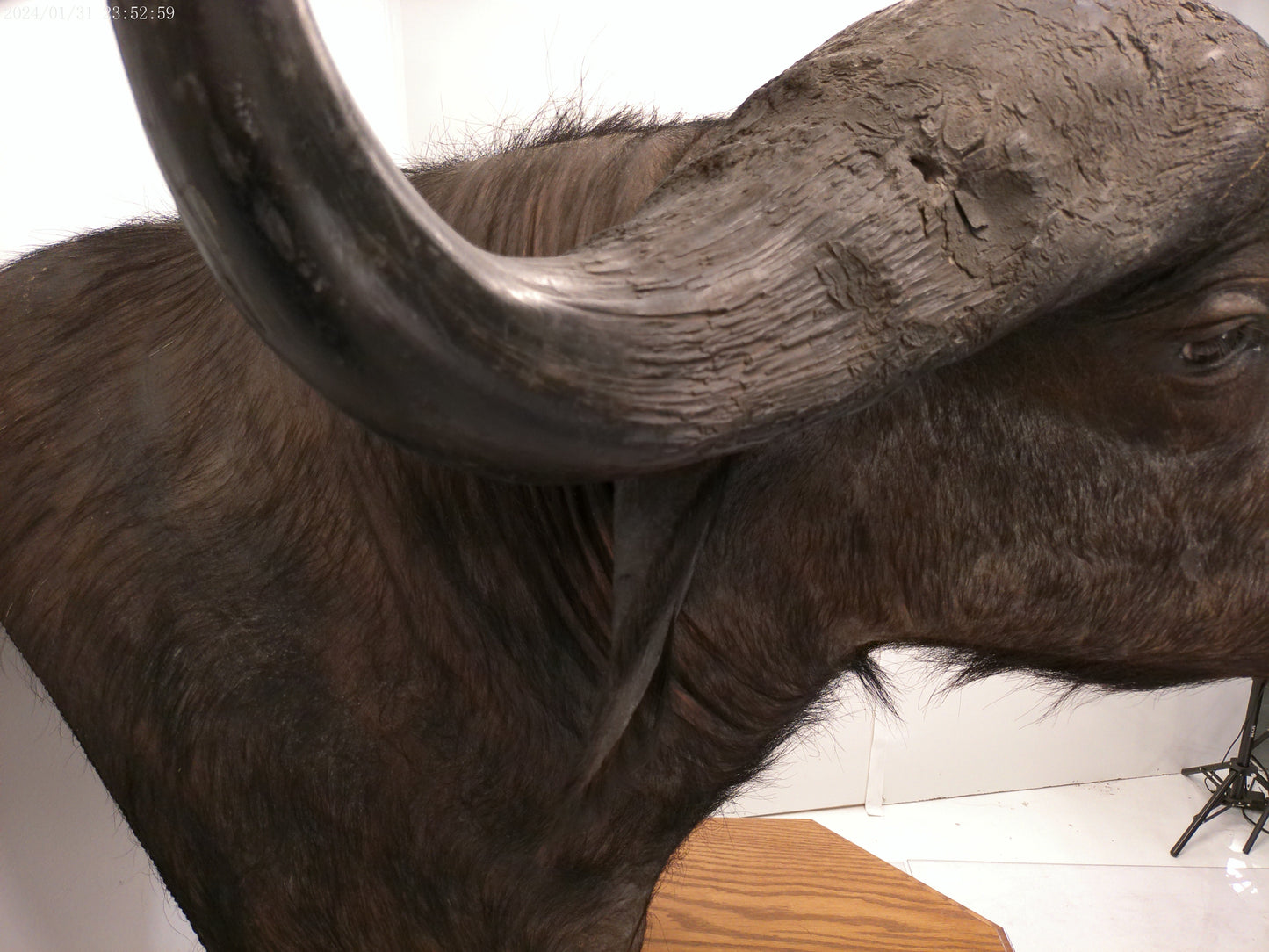 African Water Buffalo With Oak Cabin on Wheels Taxidermy