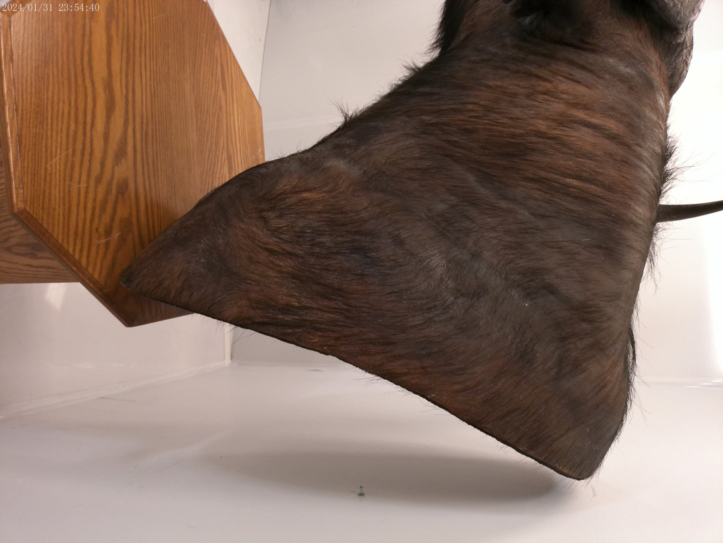 African Water Buffalo With Oak Cabin on Wheels Taxidermy