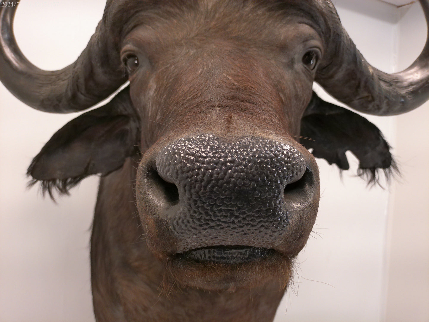 African Water Buffalo With Oak Cabin on Wheels Taxidermy