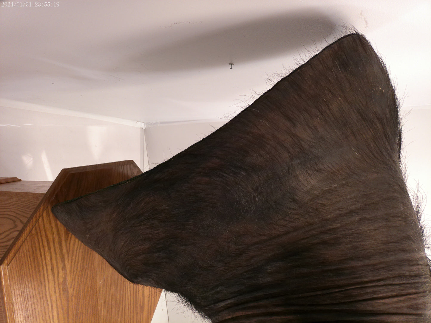 African Water Buffalo With Oak Cabin on Wheels Taxidermy