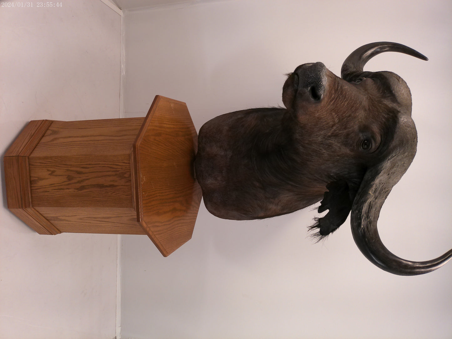 African Water Buffalo With Oak Cabin on Wheels Taxidermy
