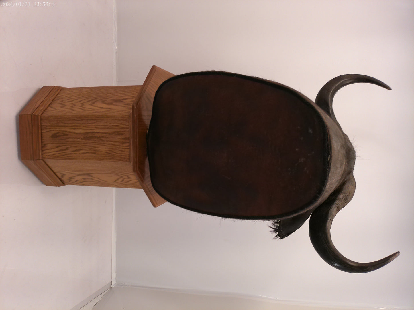 African Water Buffalo With Oak Cabin on Wheels Taxidermy