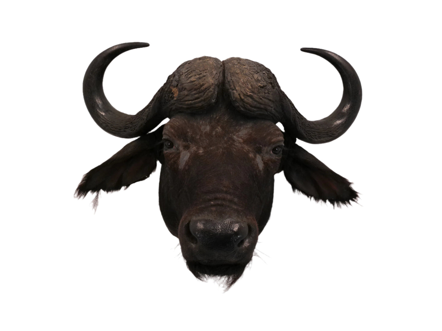 African Water Buffalo Taxidermy
