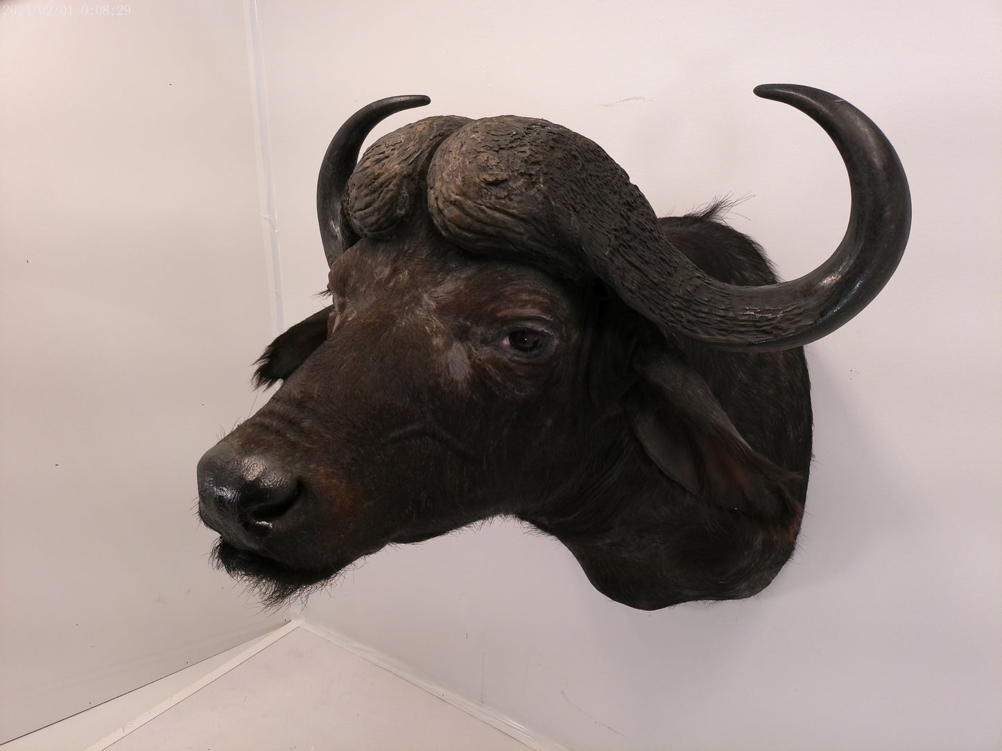 African Water Buffalo Taxidermy