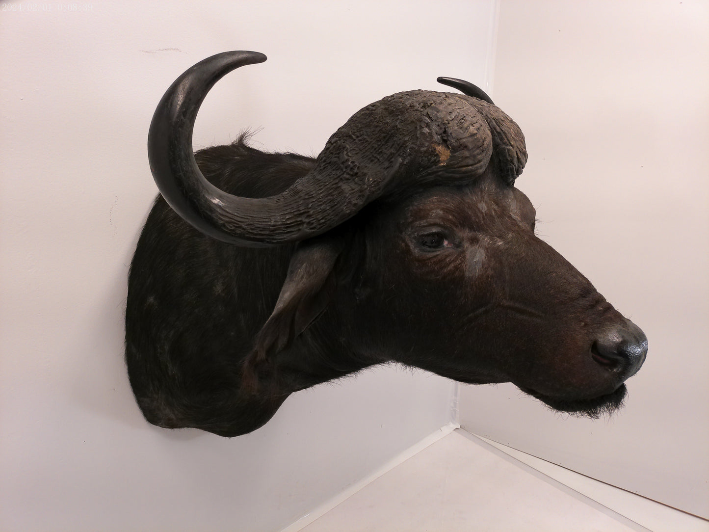 African Water Buffalo Taxidermy