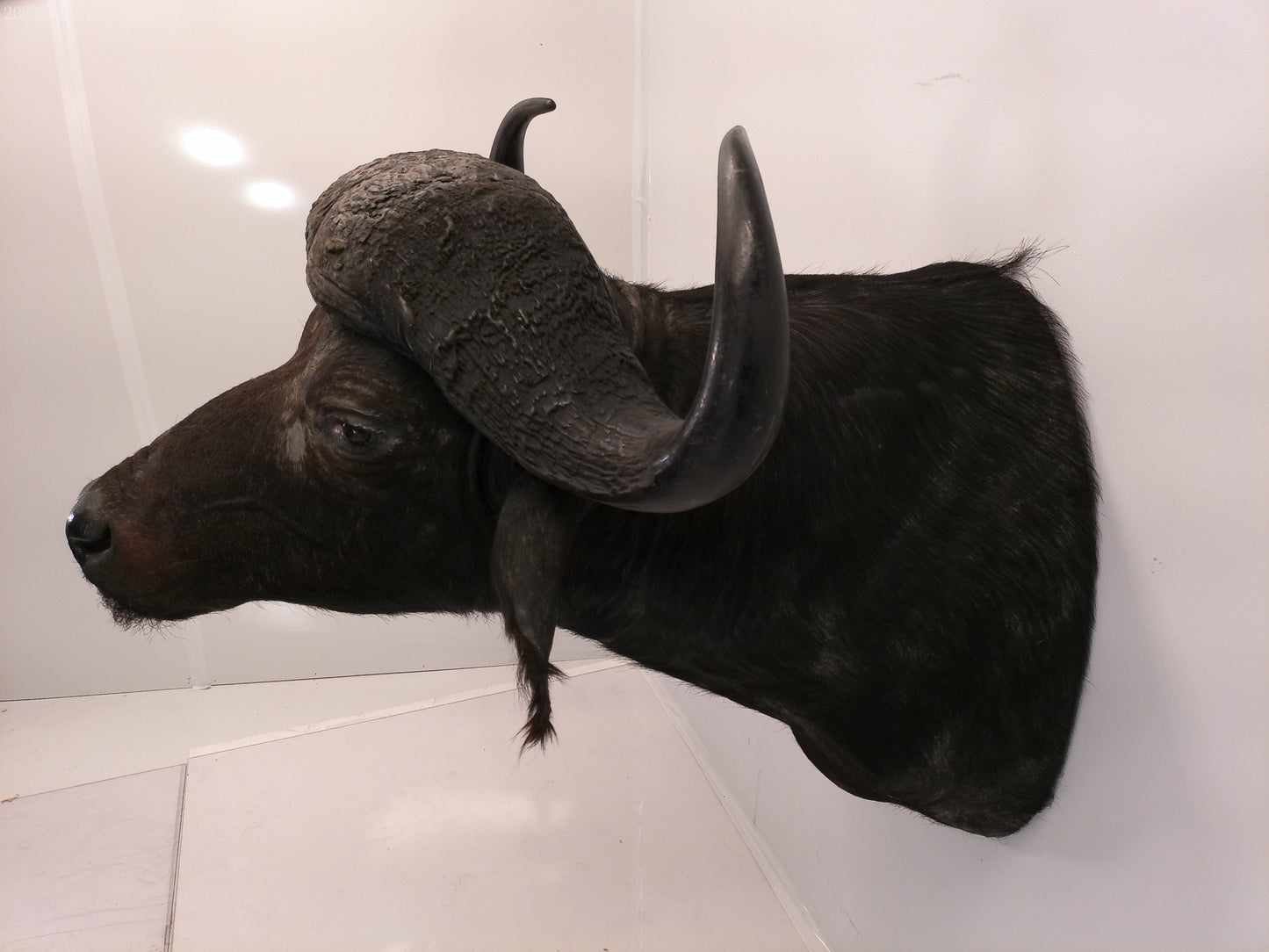 African Water Buffalo Taxidermy