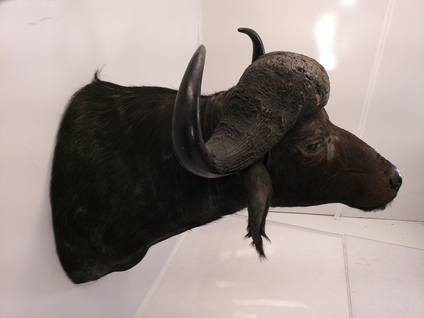 African Water Buffalo Taxidermy