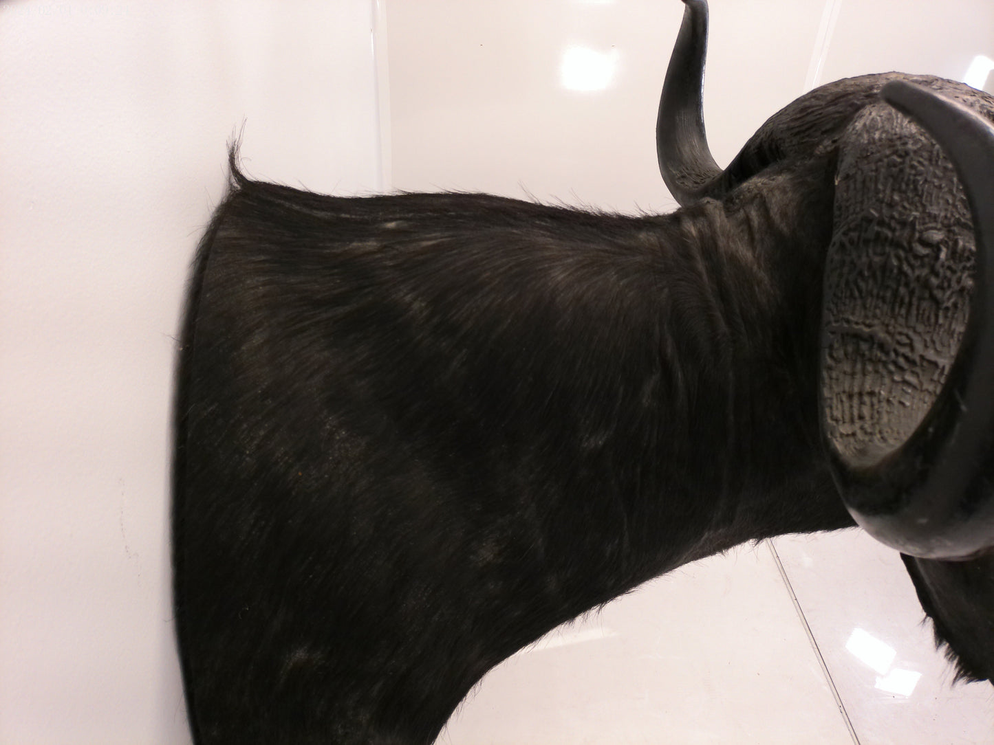 African Water Buffalo Taxidermy
