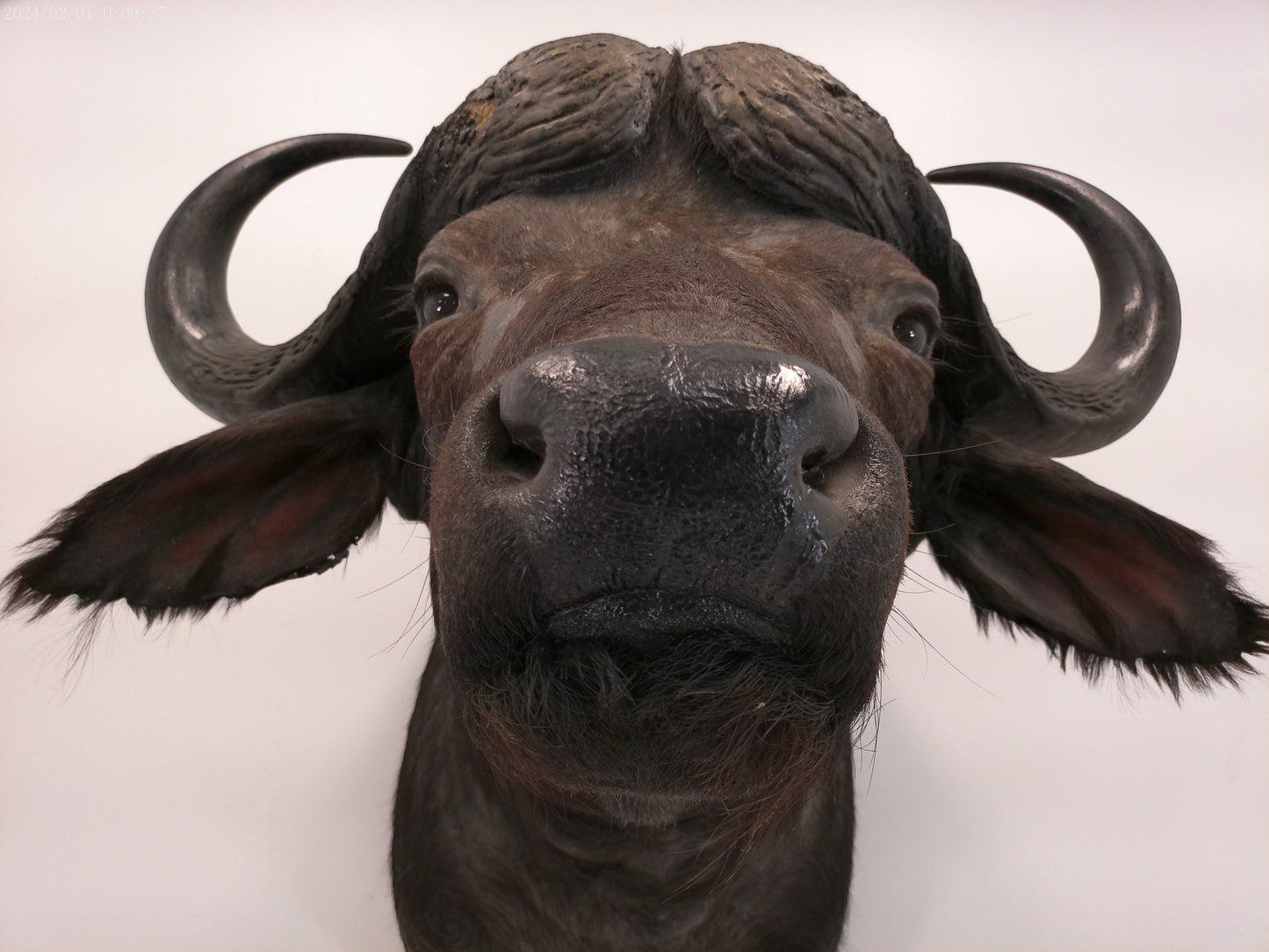 African Water Buffalo Taxidermy