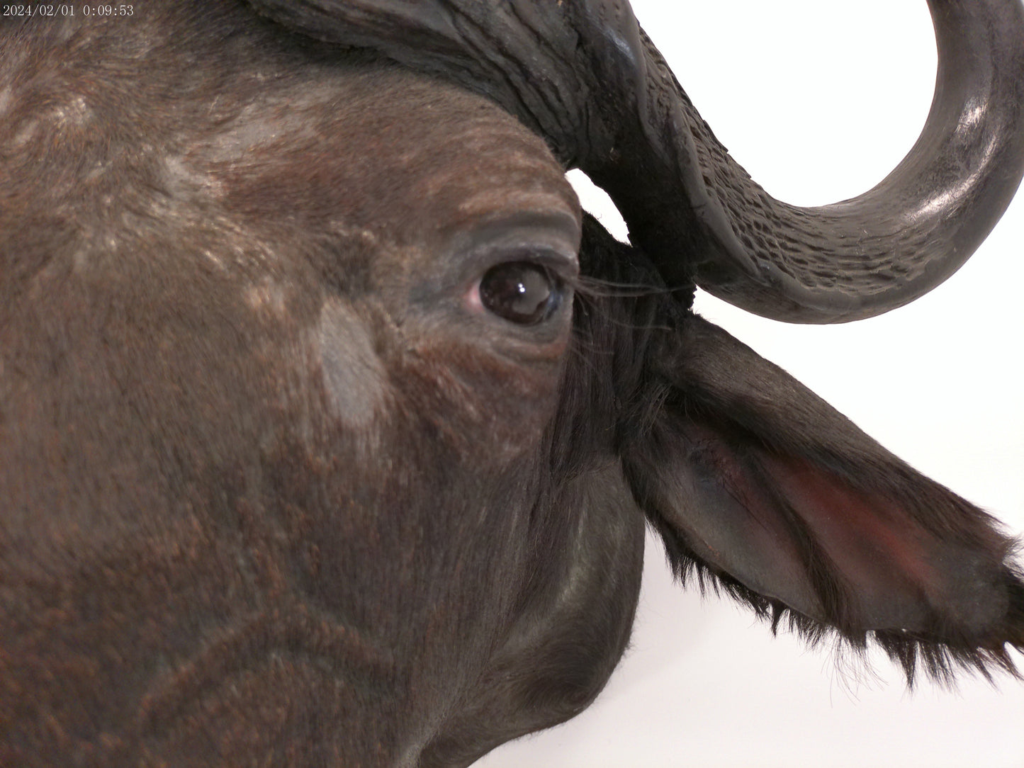 African Water Buffalo Taxidermy