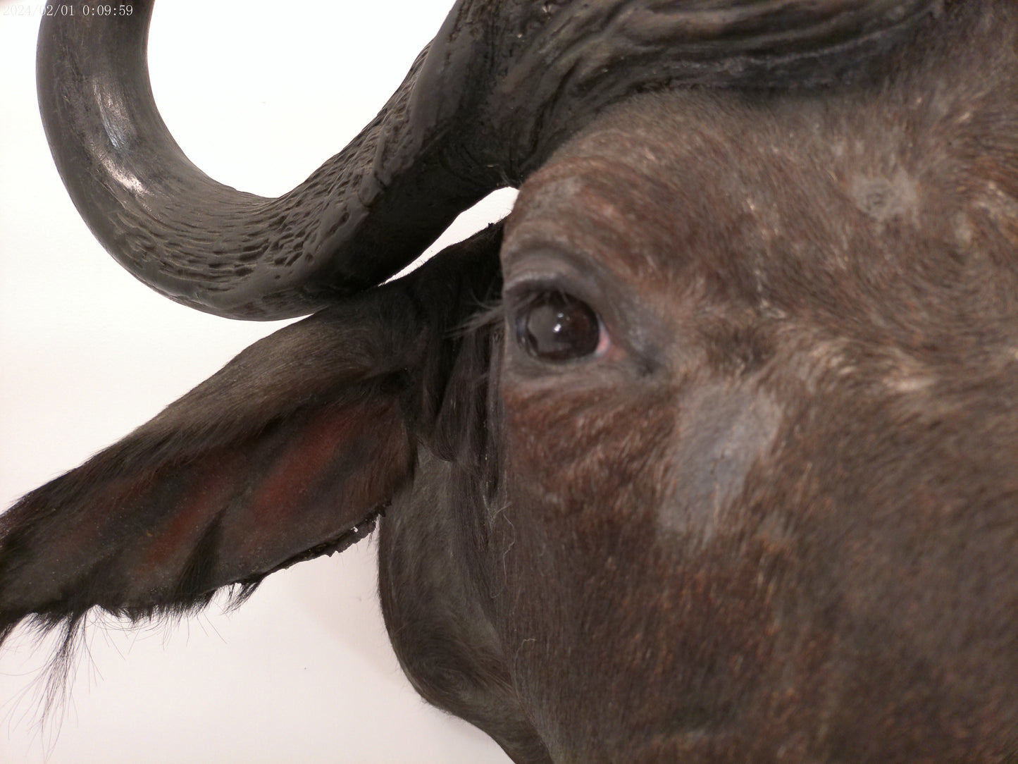 African Water Buffalo Taxidermy
