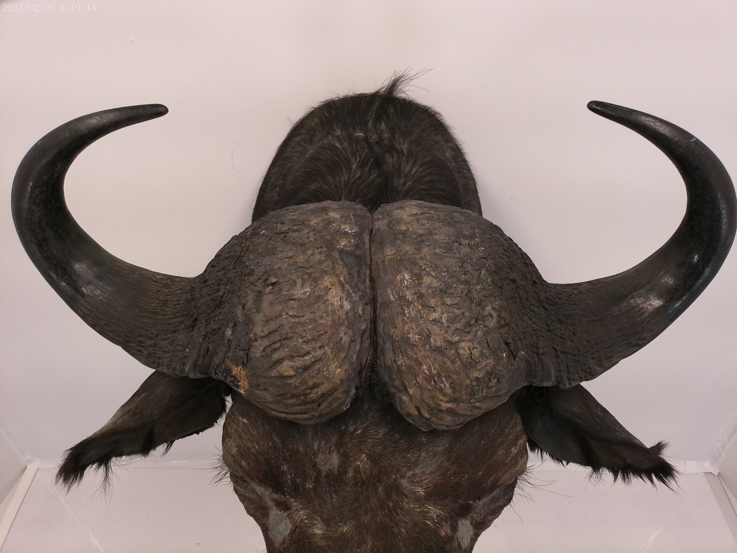 African Water Buffalo Taxidermy