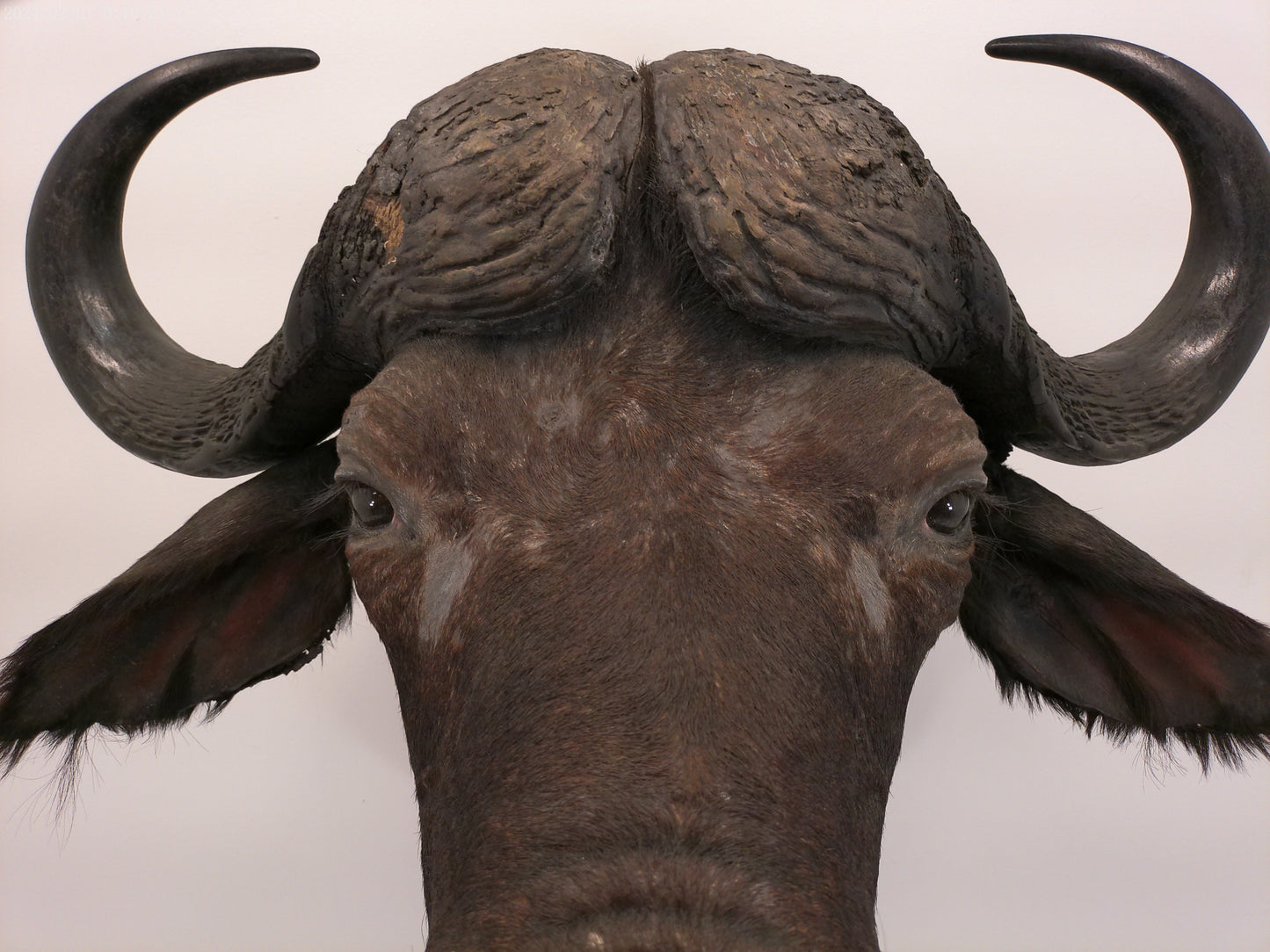 African Water Buffalo Taxidermy