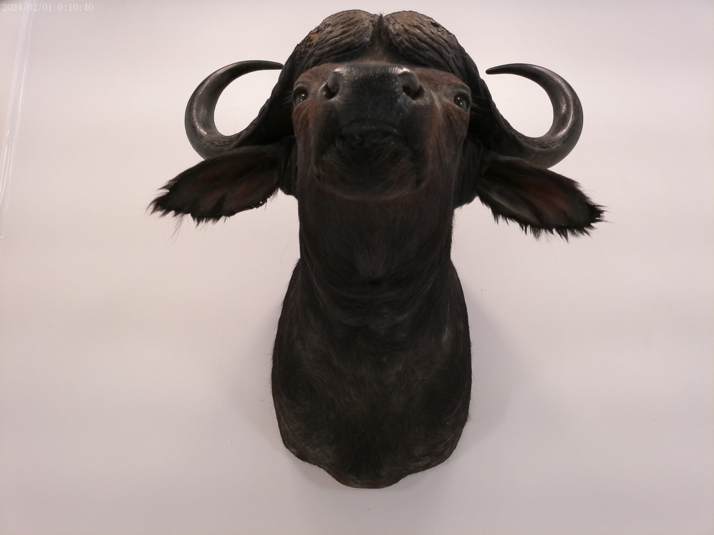 African Water Buffalo Taxidermy