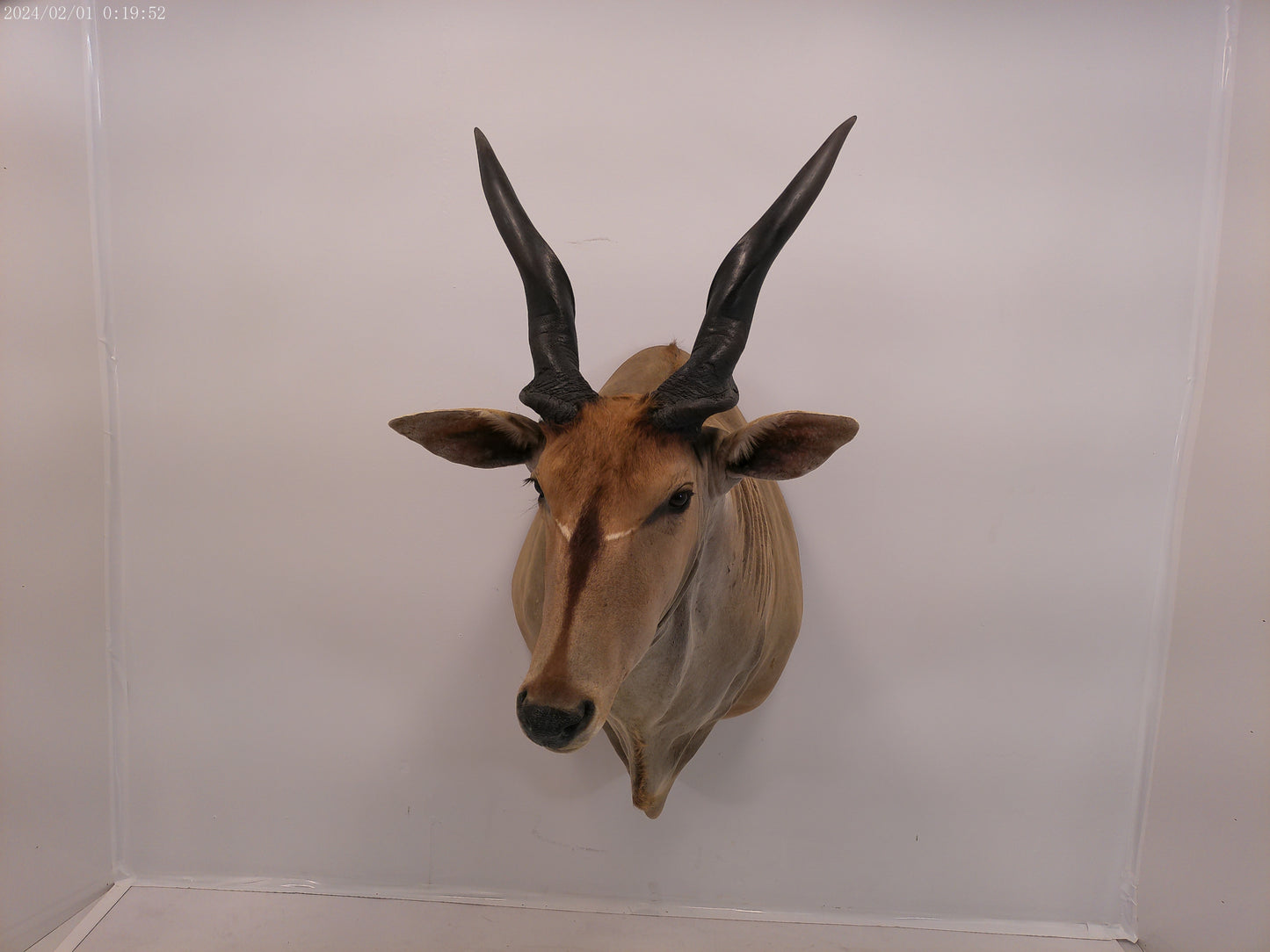 African Eland Taxidermy Large shoulder mount