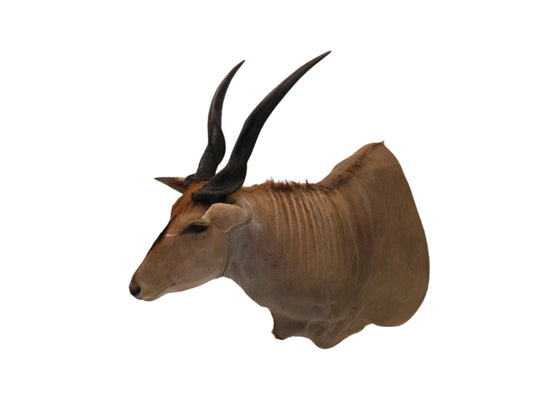 African Eland Taxidermy Large shoulder mount
