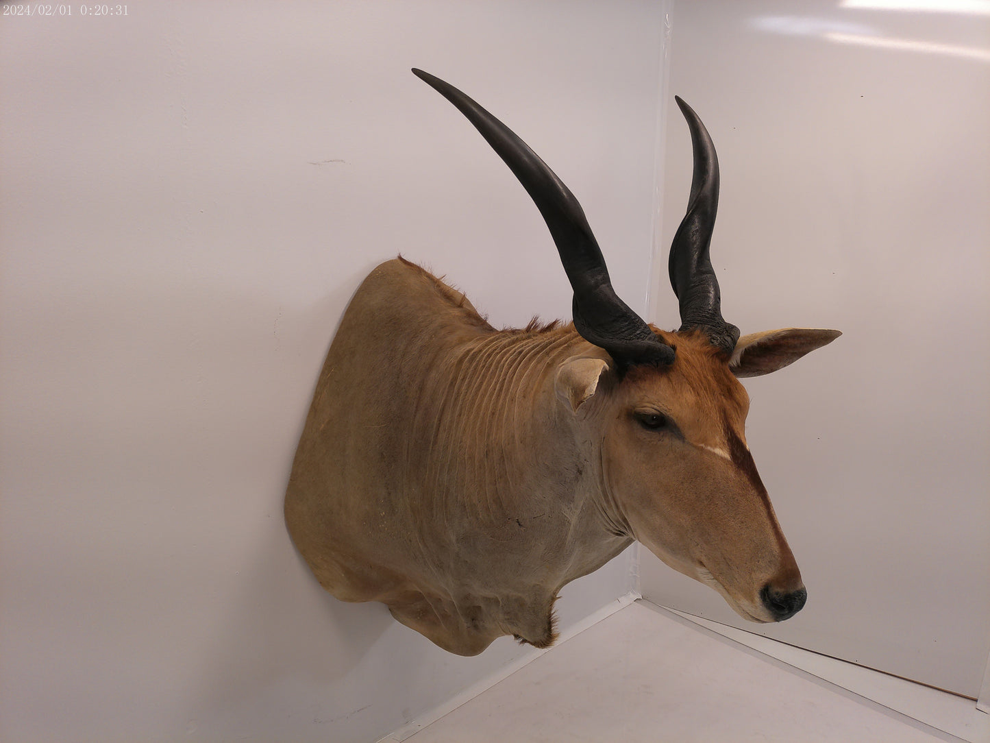 African Eland Taxidermy Large shoulder mount