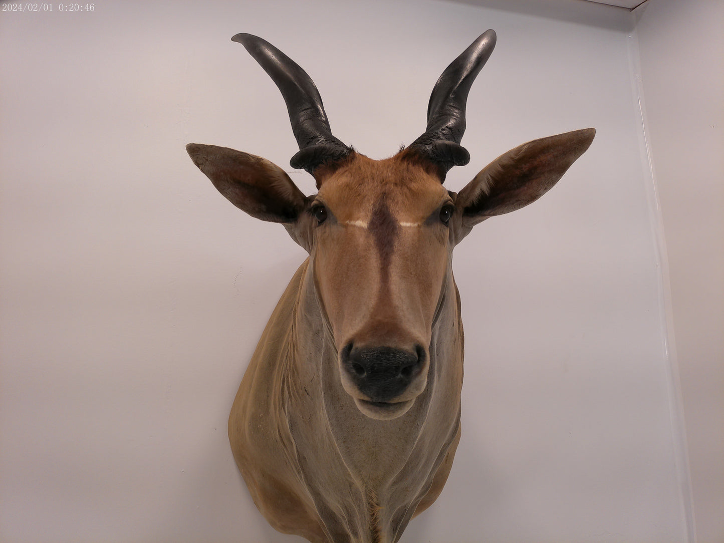 African Eland Taxidermy Large shoulder mount