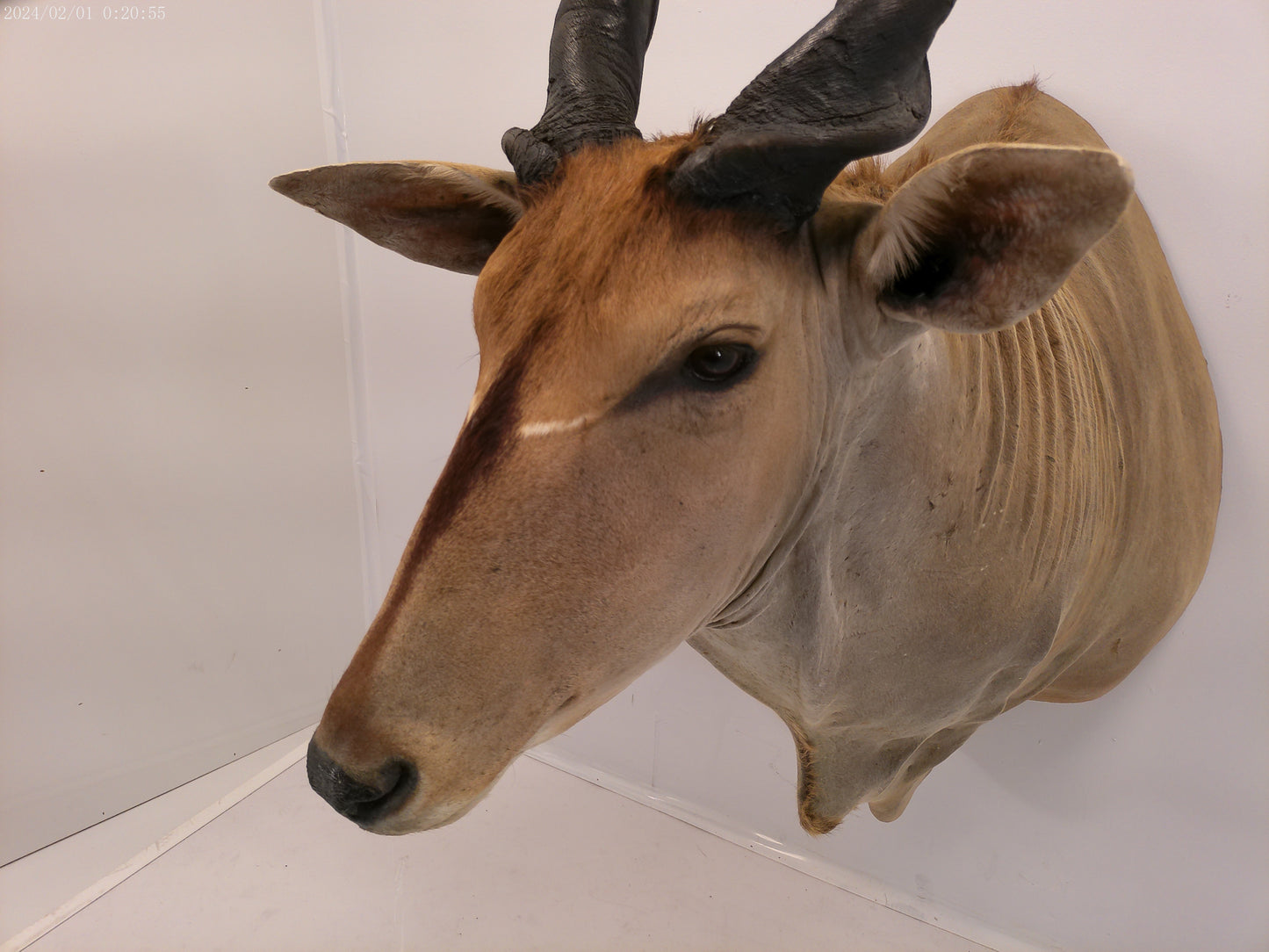 African Eland Taxidermy Large shoulder mount