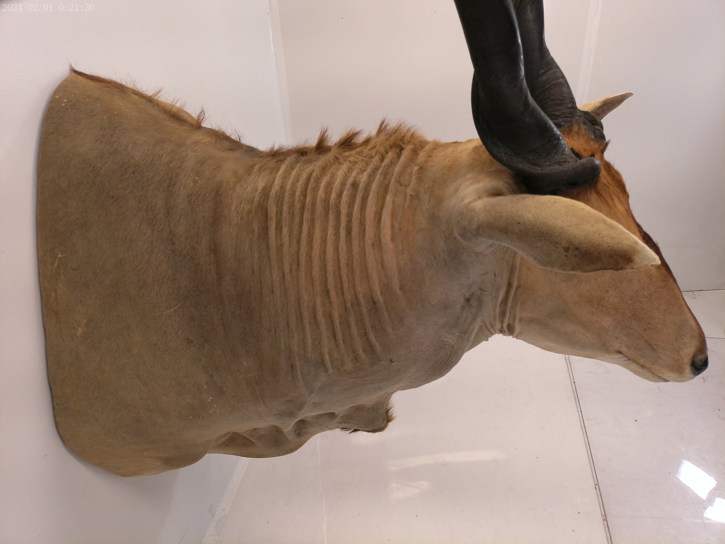African Eland Taxidermy Large shoulder mount