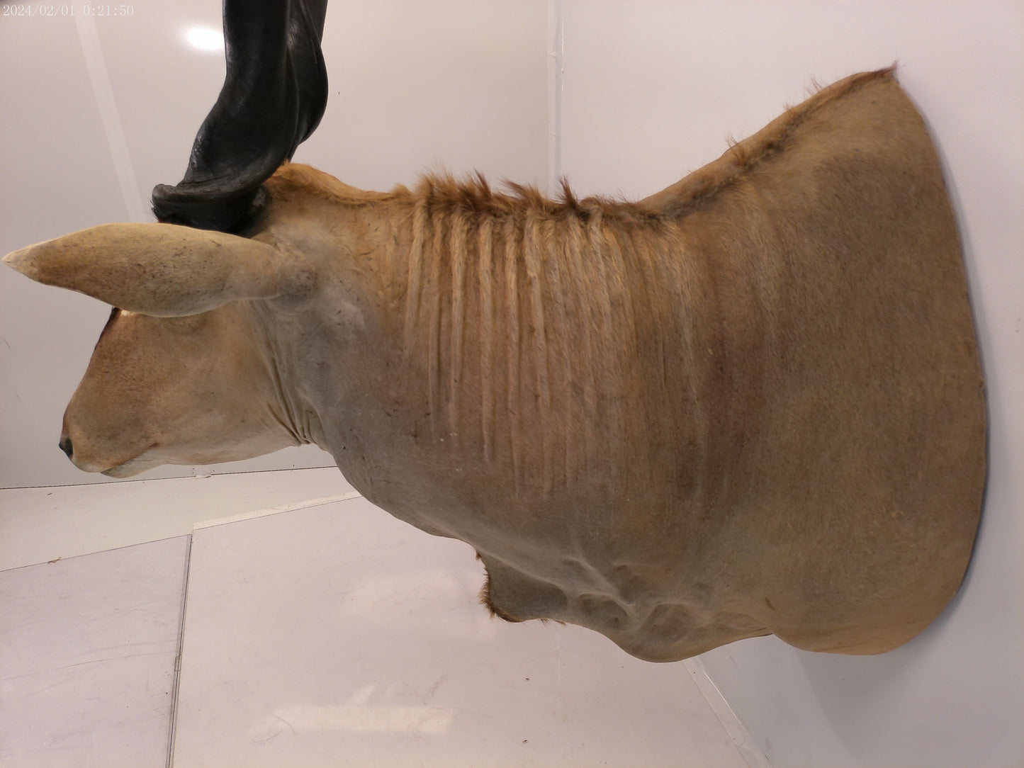 African Eland Taxidermy Large shoulder mount