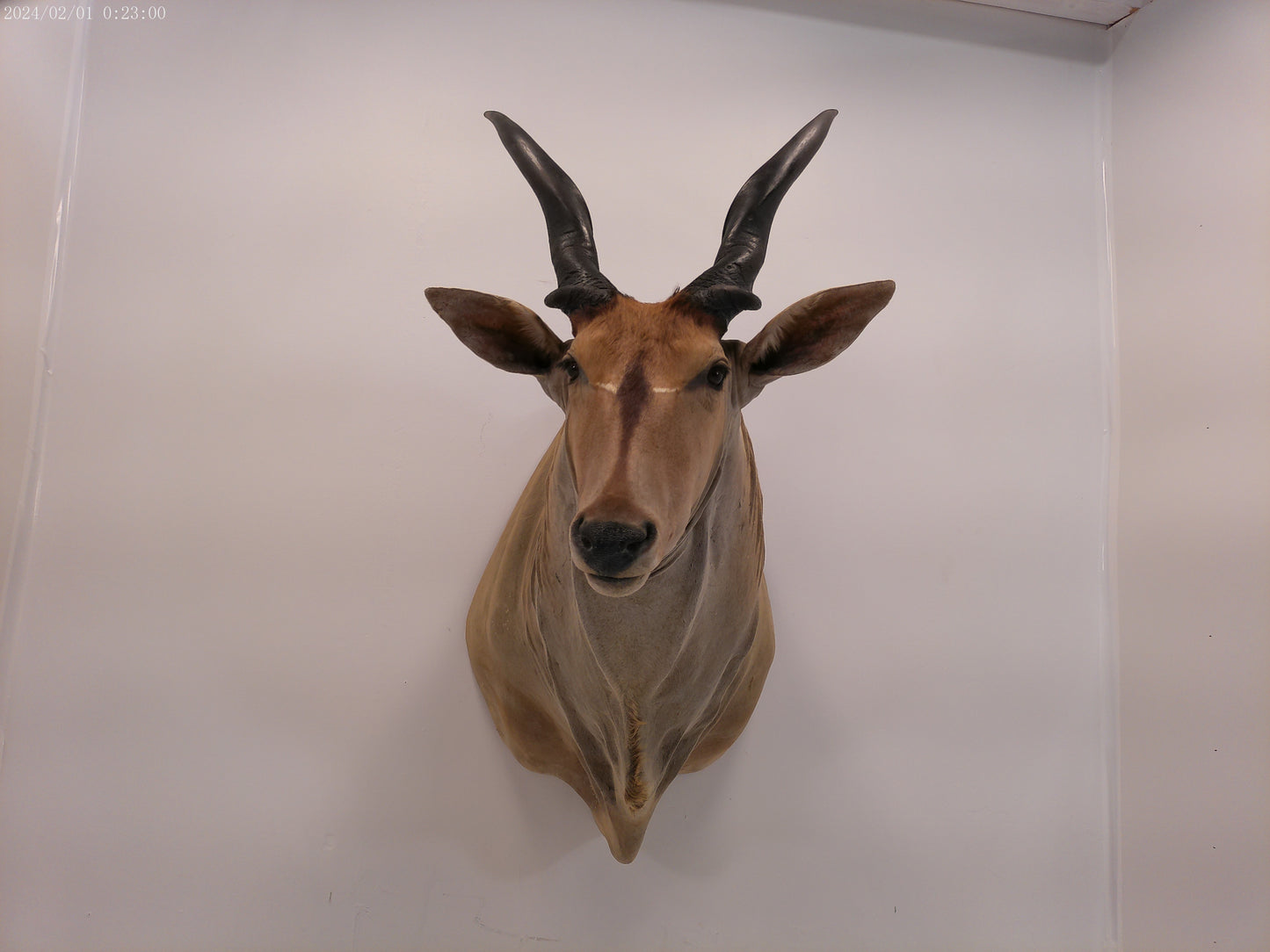 African Eland Taxidermy Large shoulder mount