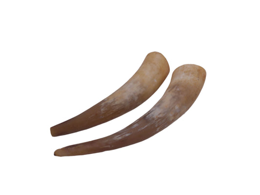 Pair Of Horns