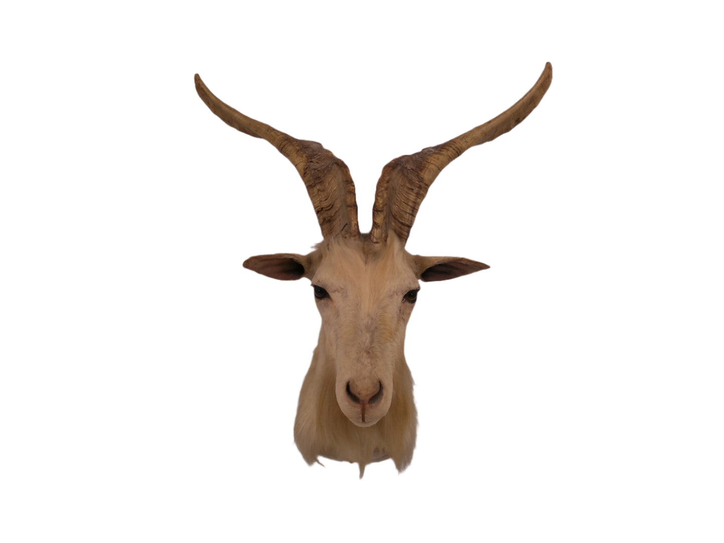 Taxidermy White Catalina Goat Shoulder Mount