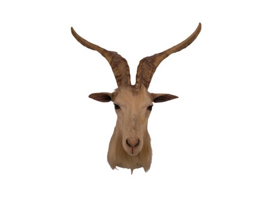 Taxidermy White Catalina Goat  Shoulder Mount