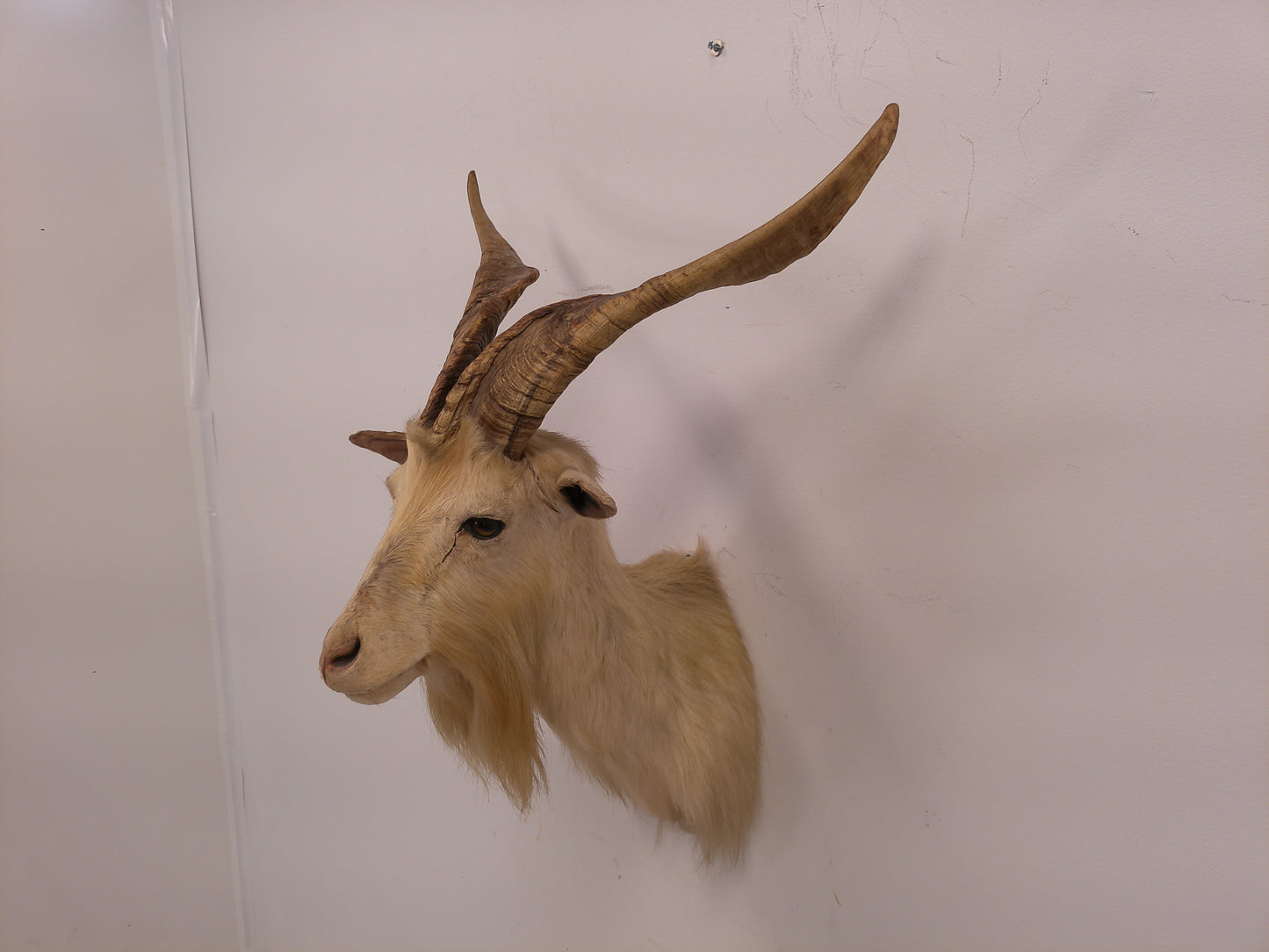Taxidermy White Catalina Goat Shoulder Mount
