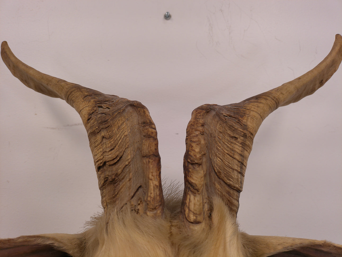 Taxidermy White Catalina Goat Shoulder Mount