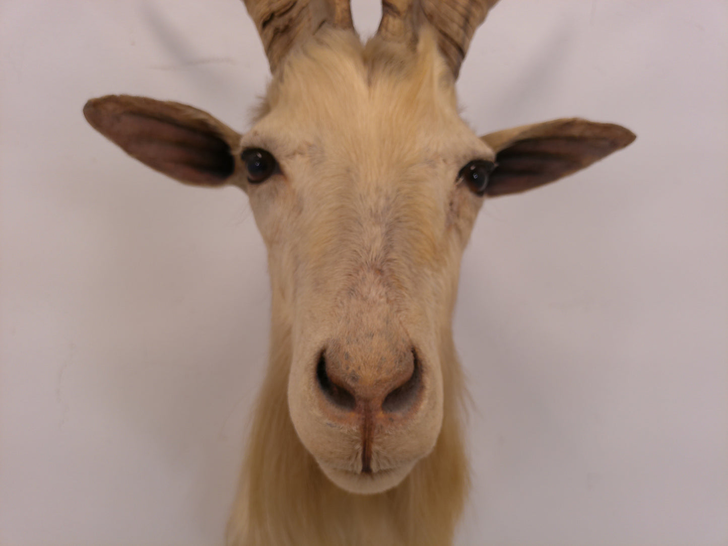 Taxidermy White Catalina Goat Shoulder Mount