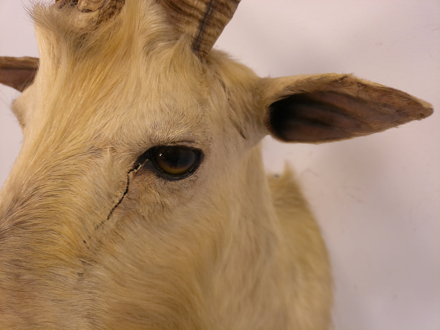Taxidermy White Catalina Goat Shoulder Mount