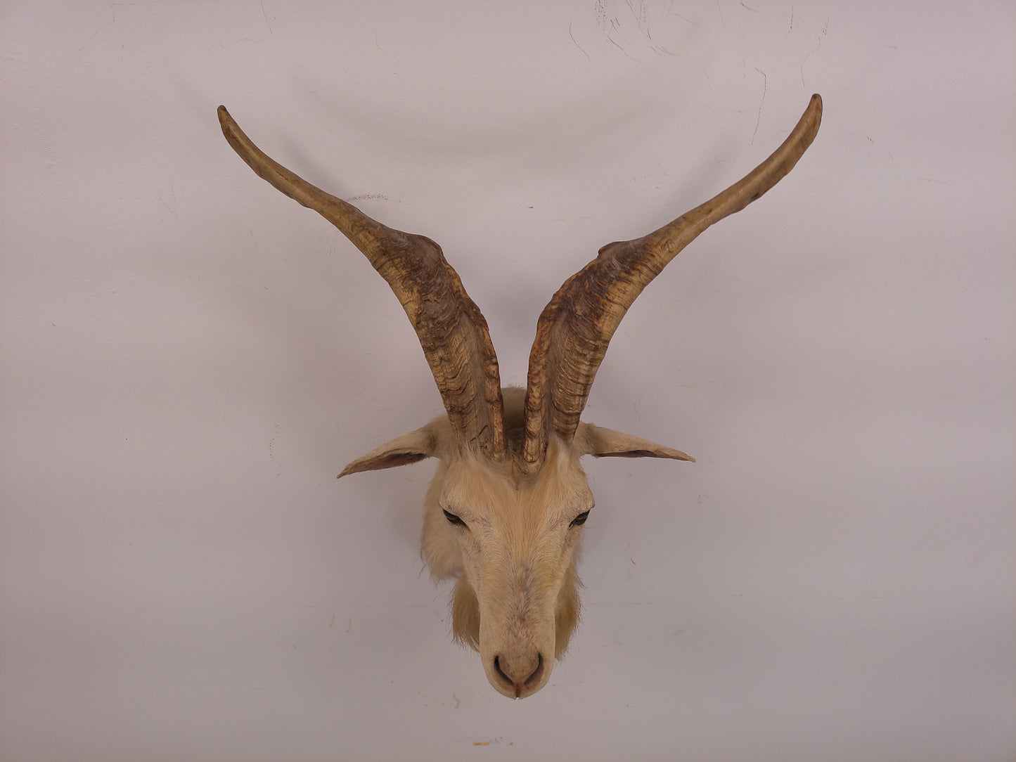 Taxidermy White Catalina Goat Shoulder Mount