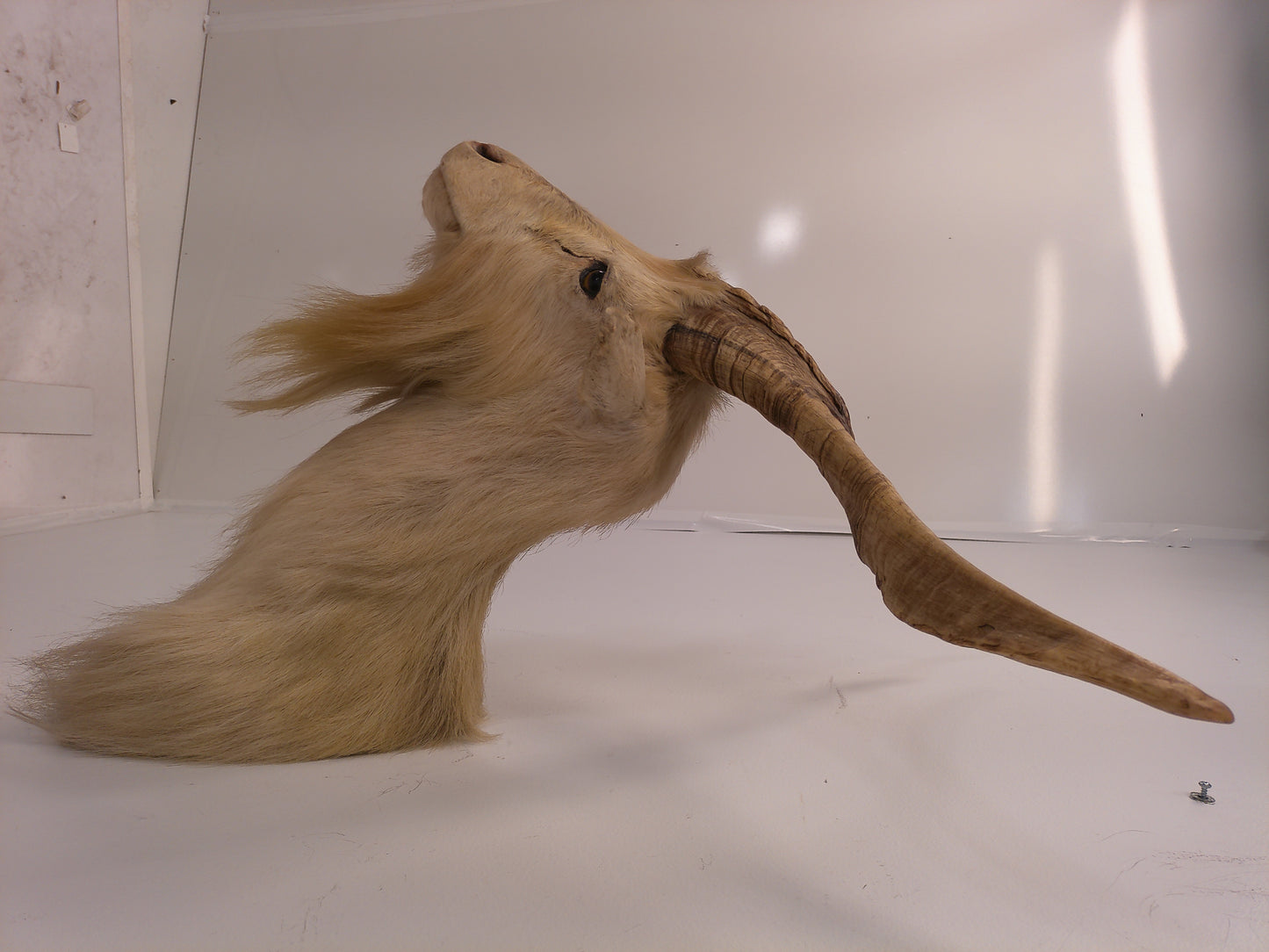 Taxidermy White Catalina Goat Shoulder Mount