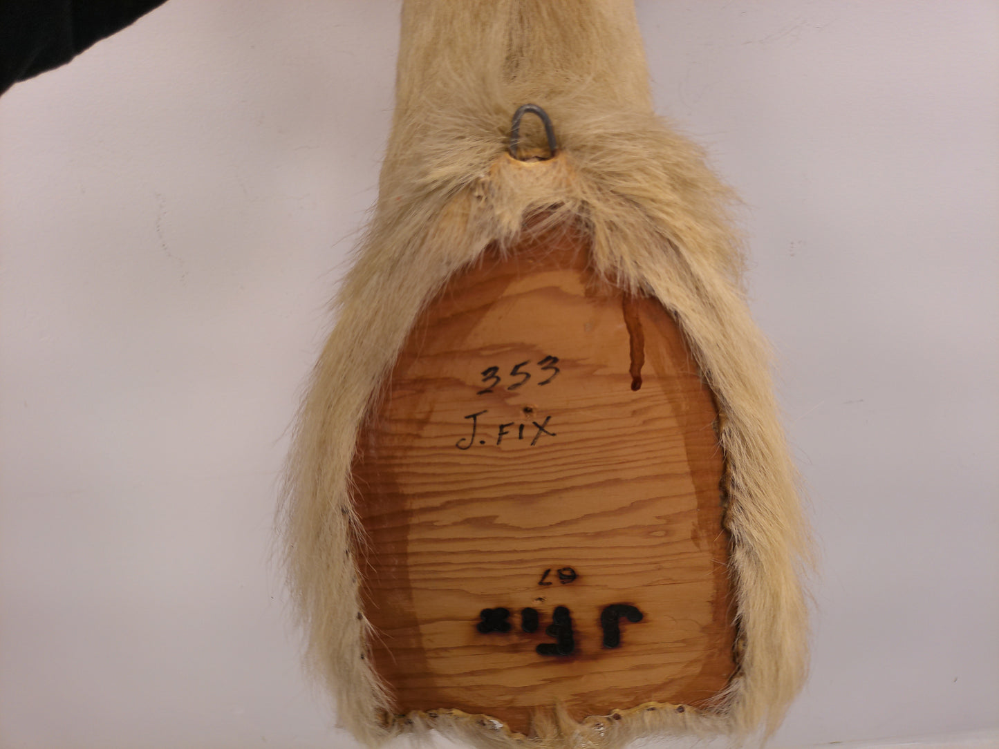 Taxidermy White Catalina Goat Shoulder Mount