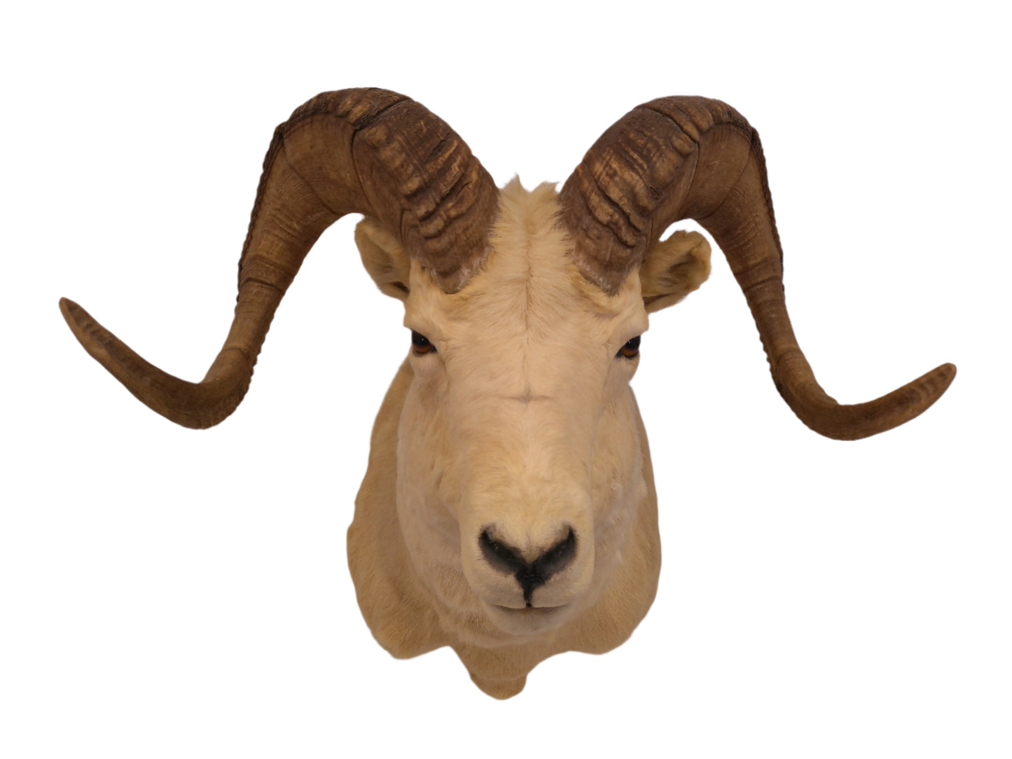 Taxidermy Alaskan Dall Sheep Head Mount