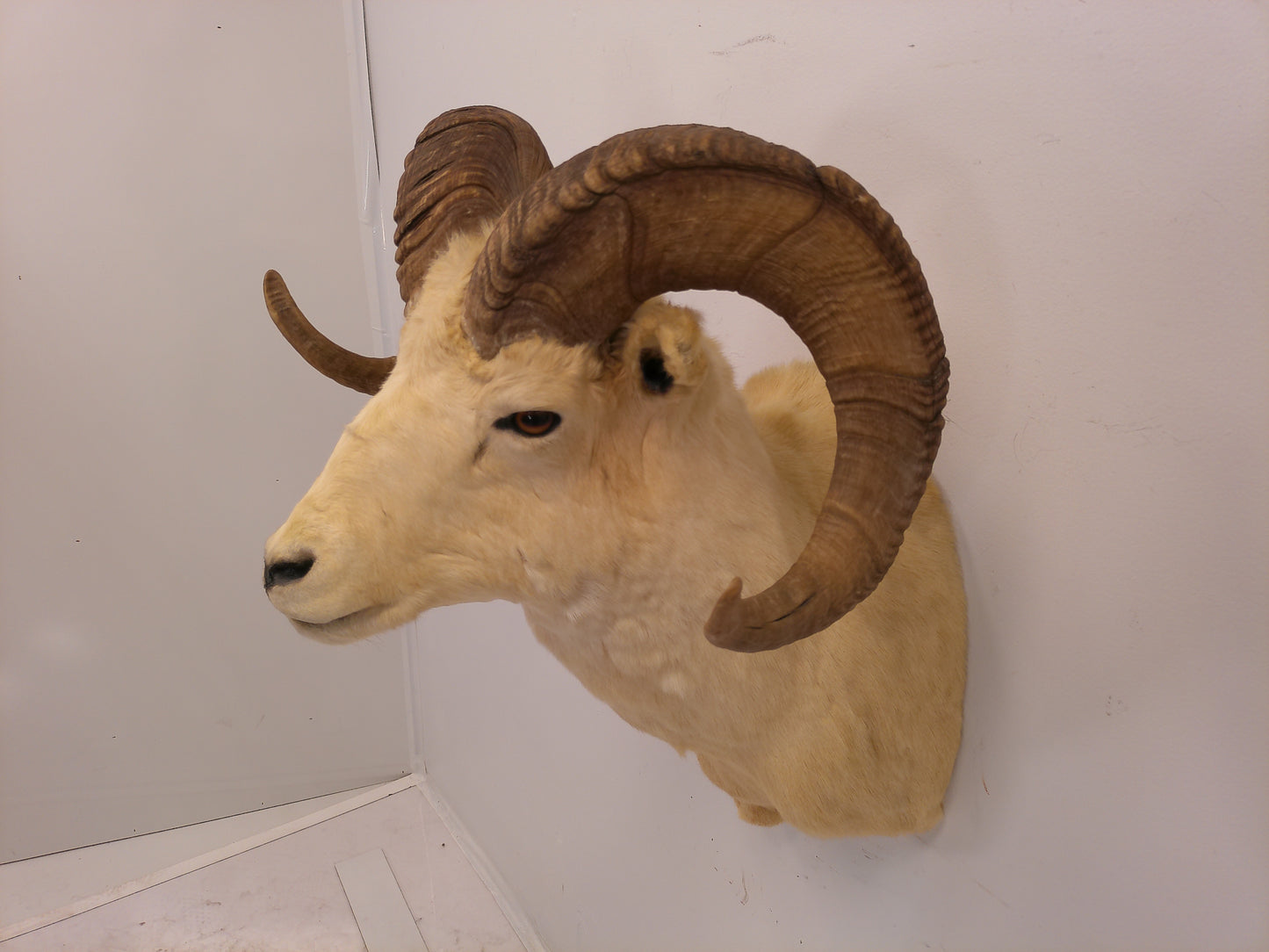 Taxidermy Alaskan Dall Sheep Head Mount