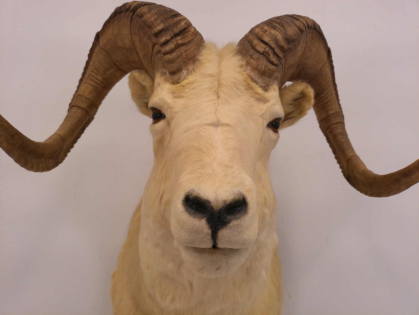 Taxidermy Alaskan Dall Sheep Head Mount