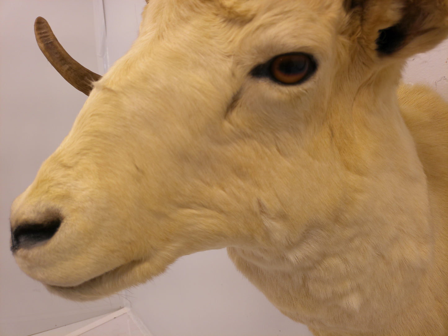 Taxidermy Alaskan Dall Sheep Head Mount