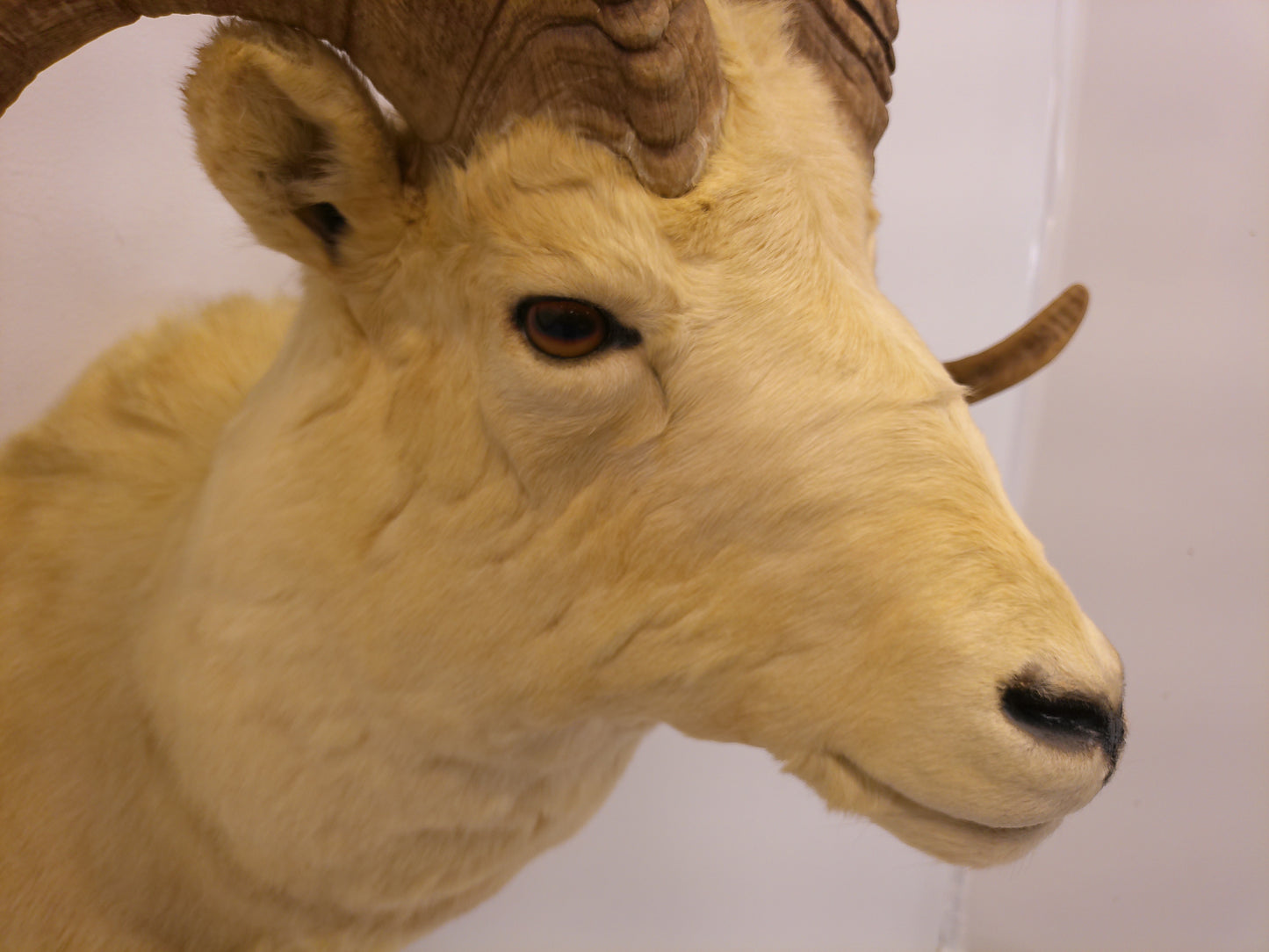 Taxidermy Alaskan Dall Sheep Head Mount