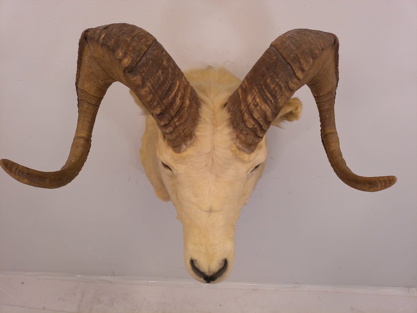 Taxidermy Alaskan Dall Sheep Head Mount