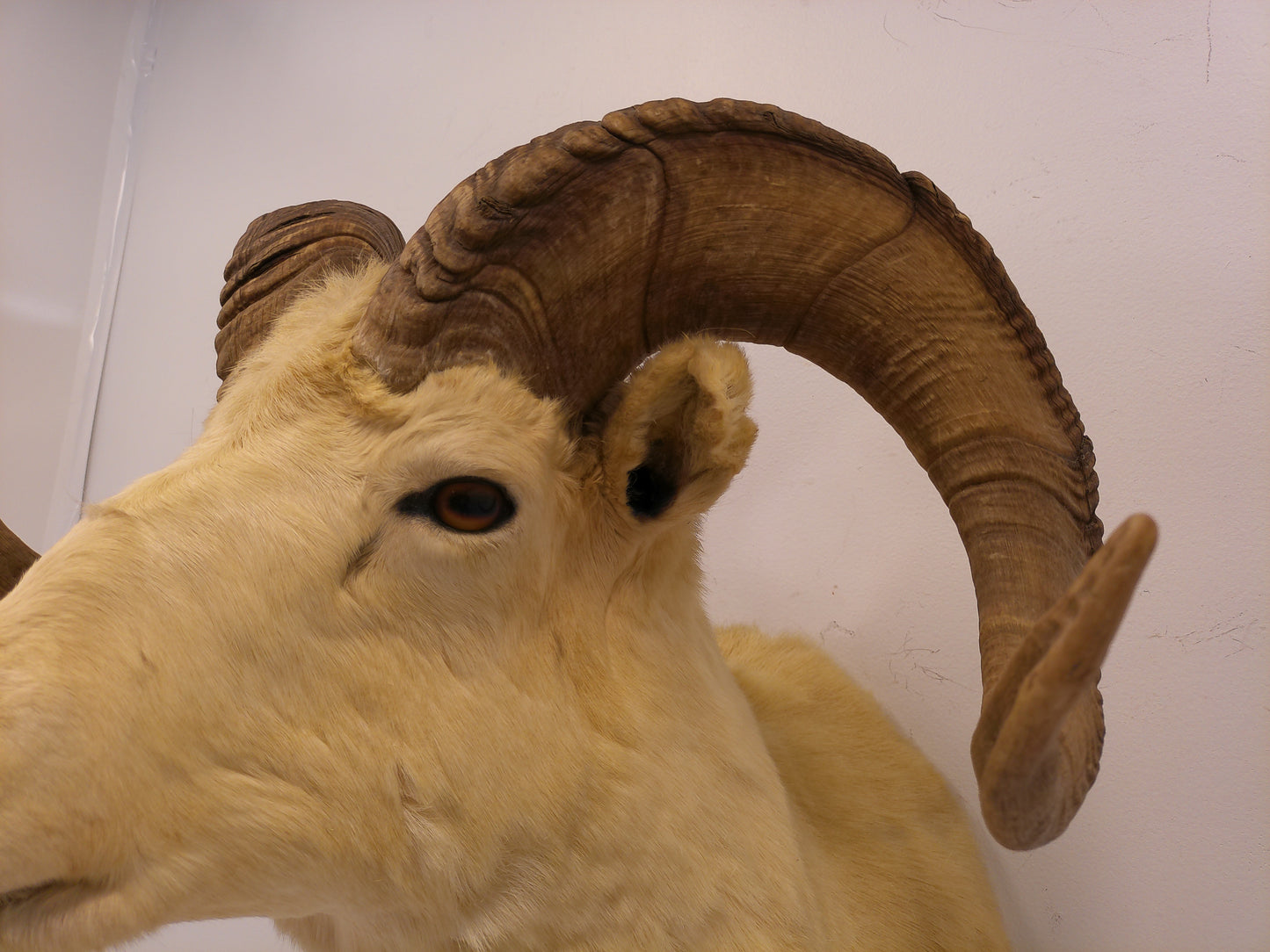Taxidermy Alaskan Dall Sheep Head Mount