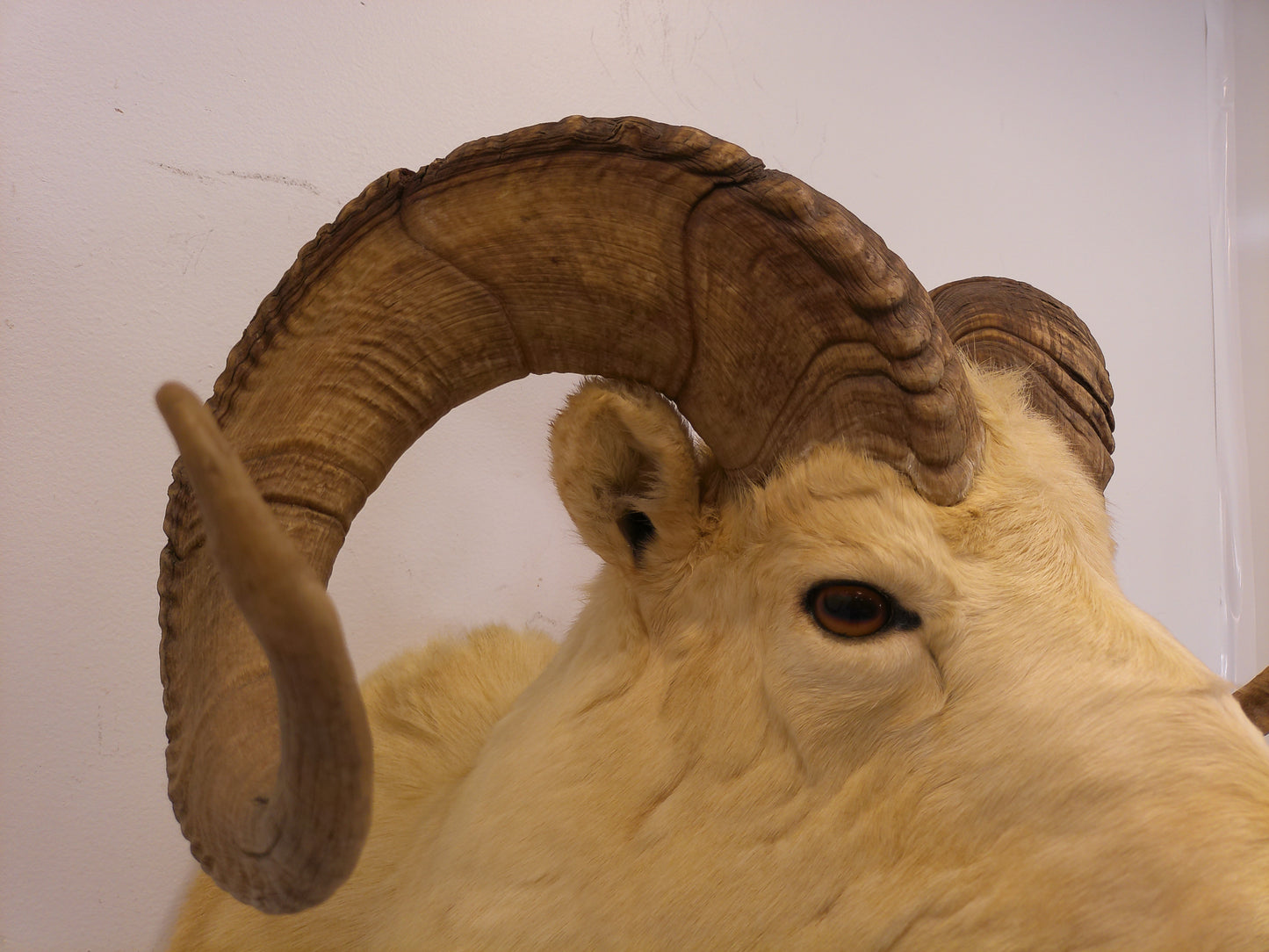 Taxidermy Alaskan Dall Sheep Head Mount