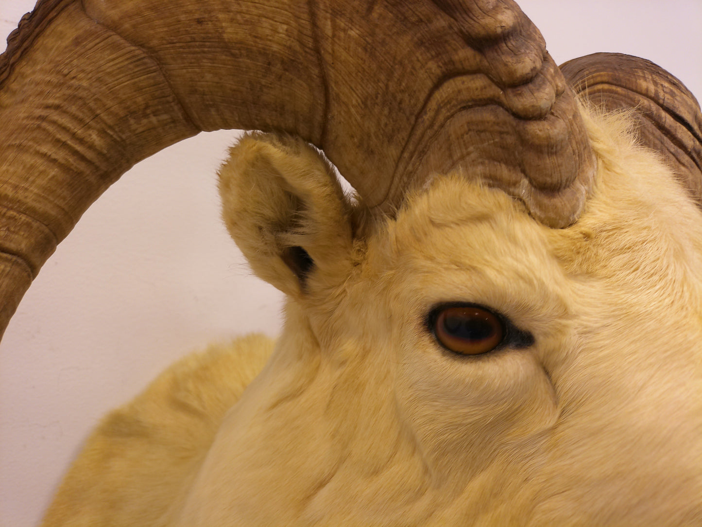 Taxidermy Alaskan Dall Sheep Head Mount