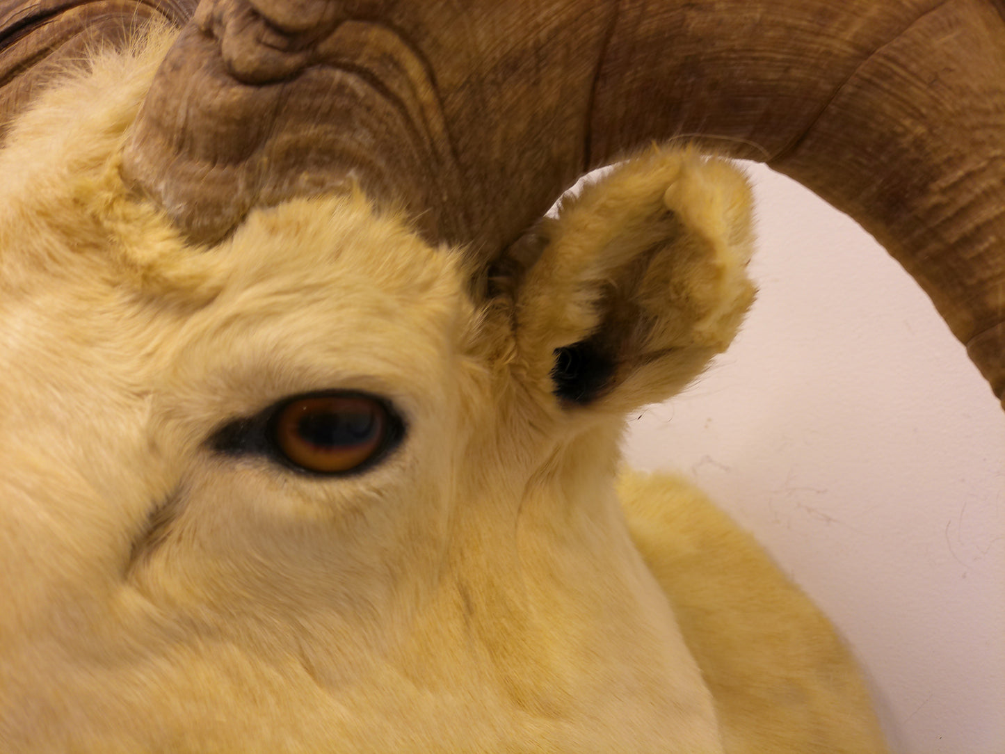 Taxidermy Alaskan Dall Sheep Head Mount