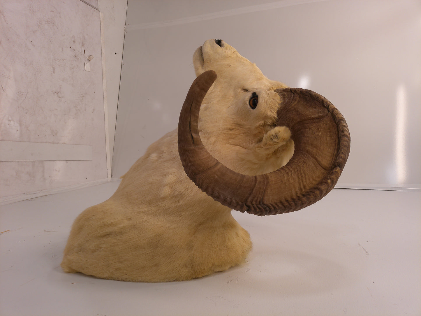 Taxidermy Alaskan Dall Sheep Head Mount