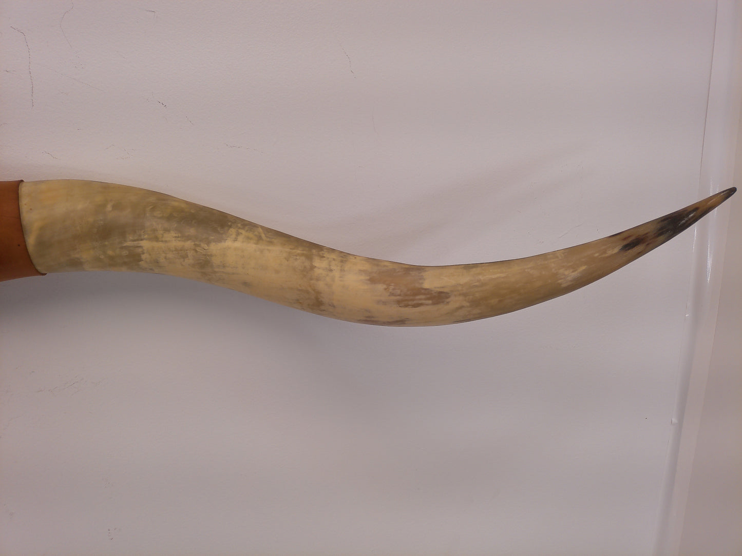 Taxidermy Bull Horns 81" long Wall hanging