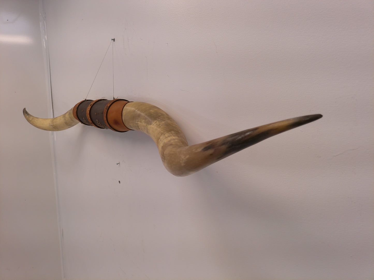 Taxidermy Bull Horns 81" long Wall hanging